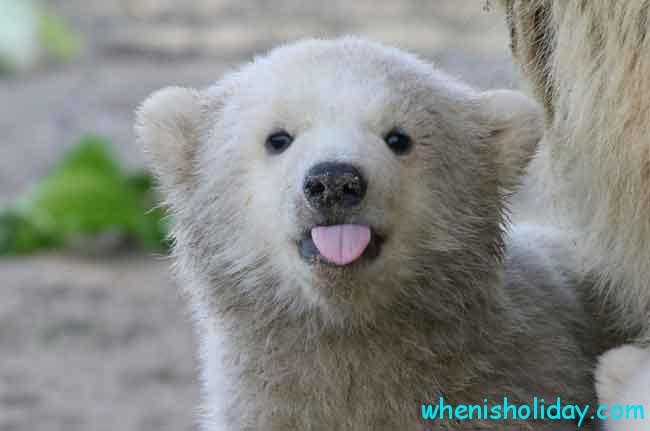 Polar Bear putting out its tongue