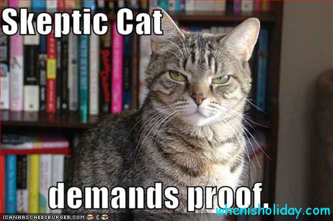 Skeptic cat