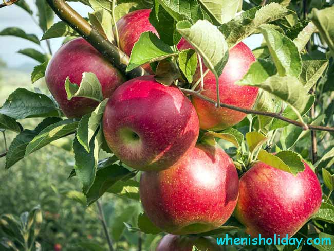 Apple Tree branch