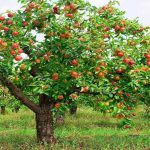 Apple-Tree-Day-2