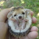 Hedgehog-Day-1
