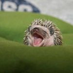 Hedgehog-Day-2