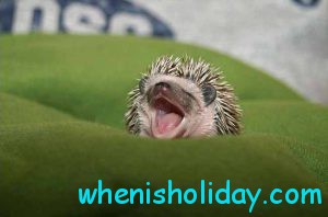 Hedgehog Yawns