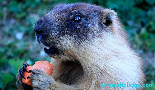 Marmot Eating