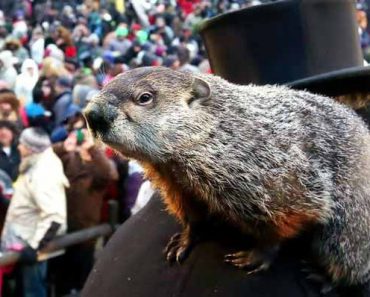 Groundhog day