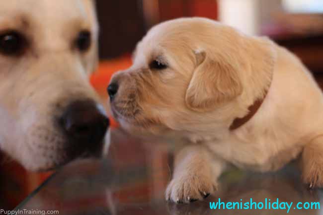 Golden Retriever puppy