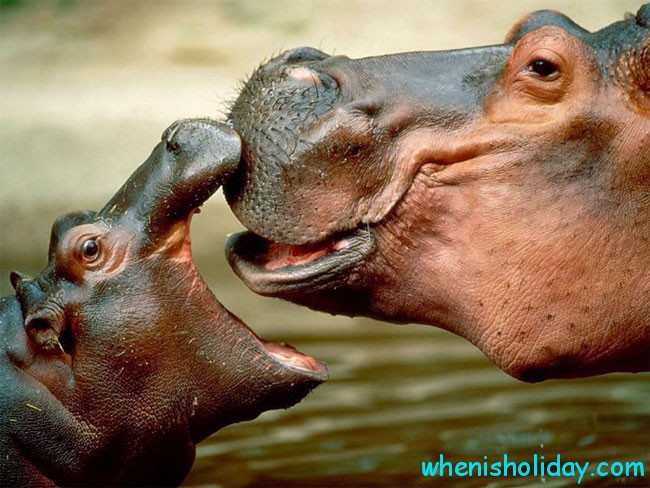 Hippo kiss