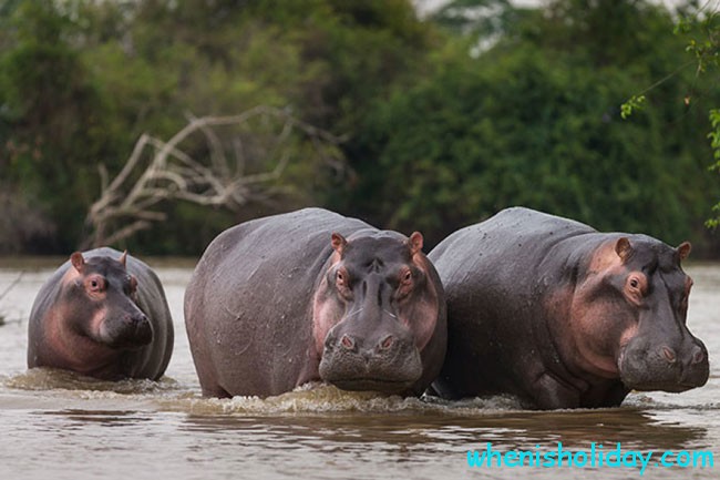Hippo-Familie