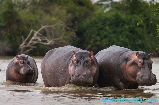 Hippo family