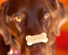 Dog and Biscuit