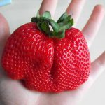 Strawberry-2