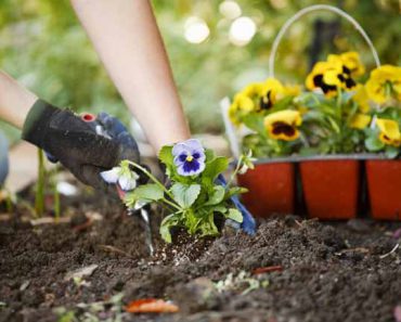 Planting Flower