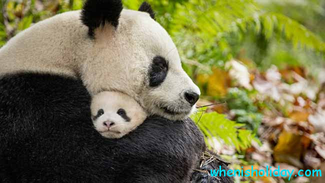 Panda with baby