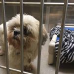 Lost-Dog-Awareness-2