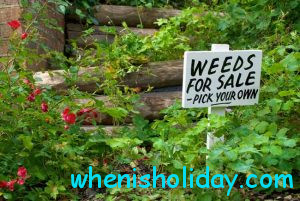 weeds for sale