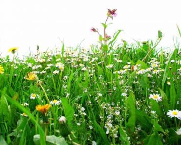 Weeds