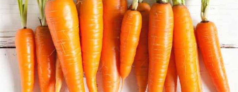 Carrot