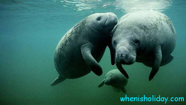 Manatee family