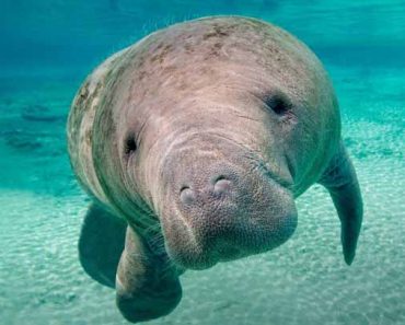 Manatee