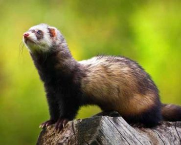 Ferret