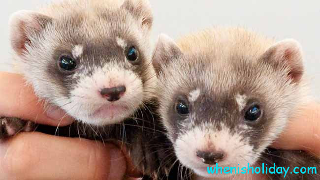 Ferret babies