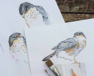 pictures of bird