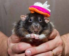 rat in hat