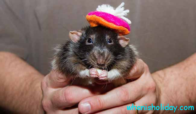 rat in hat