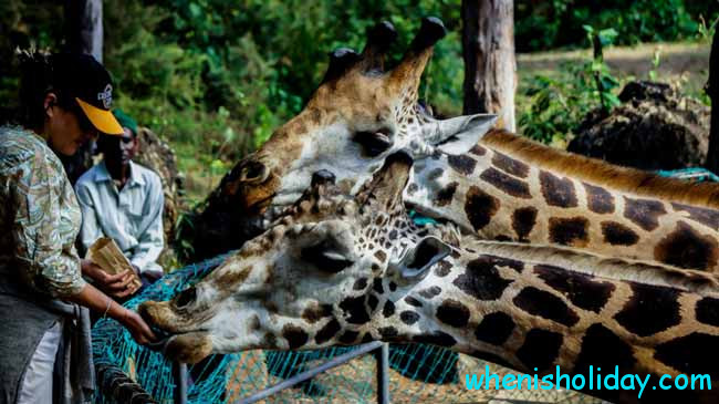 people feeding giraffe