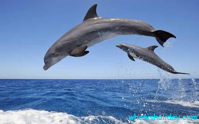 Dolphins jumping