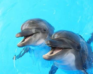 Dolphins