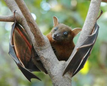 Bat