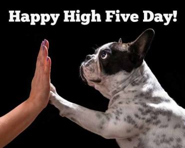 High Five with dog