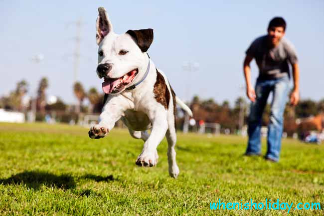 dog jumping