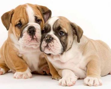 Bulldogs
