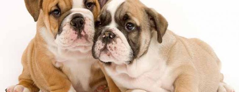 Bulldogs