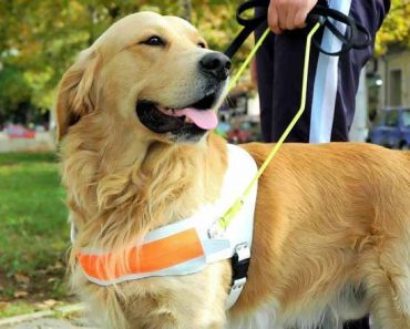 Guide Dog