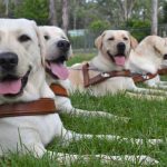 Guide-Dogs-2