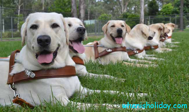 Guide Dogs