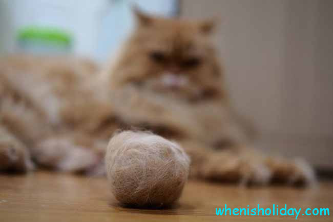 🐱 When is National Hairball Awareness Day 2020