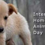 international-homeless-animals-day-cat-and-dog-2