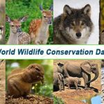 World Wildlife Conservation Day in [year]