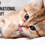Internatinal-Cat-Day