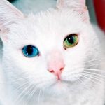 Cat_Eyes