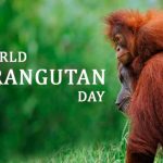 🙉 World Orangutan Day in [year]