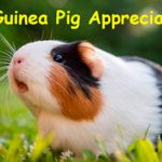 🐹 Guinea Pig Appreciation Day in [year]