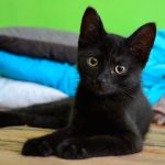 why-you-should-celebrate-black-cat-appreciation-day-on-august-17th
