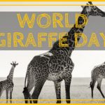 world-giraffe-day-8