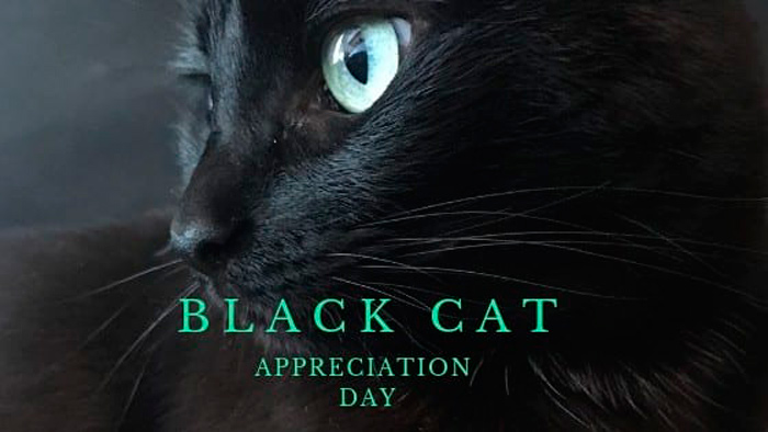 🐈 Ehrentag der schwarzen Katze im Jahr 2022