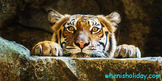 🐅 Wann ist Internationaler Tag des Tigers 2022